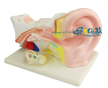 مجسم اذن الانسان